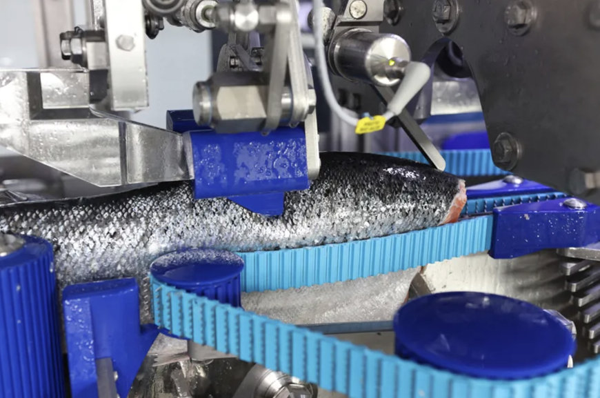 ALVAREZ Y ALVAREZ: PIONEERING SALMON PROCESSING IN CHILEAN PATAGONIA